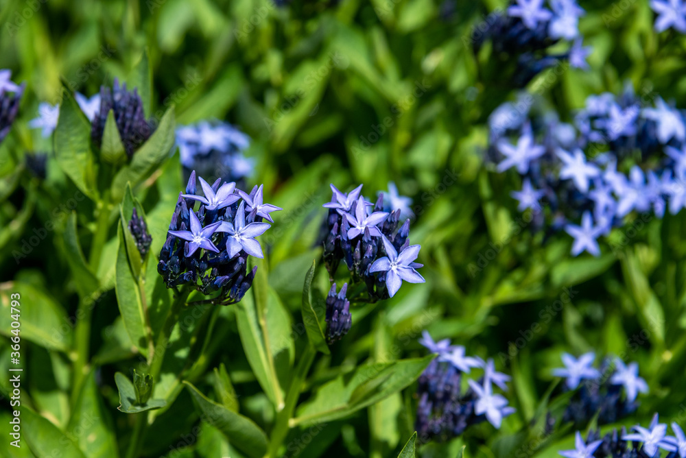 Closeup of blue star flowers blooming with among green foliage
