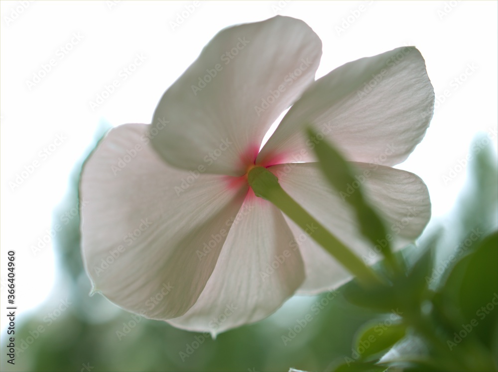 close up of white petals of periwinkle madagascar flower in garden with bright blurred background ,macro image ,sweet color for card design ,soft focus