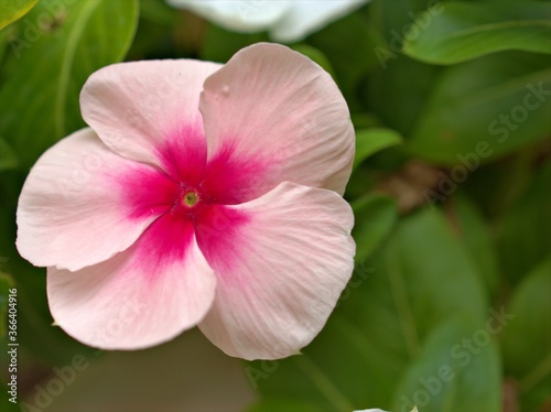 close up of pink periwinkle madagascar flower in garden with bright blurred background ,macro image ,sweet color for card design ,soft focus