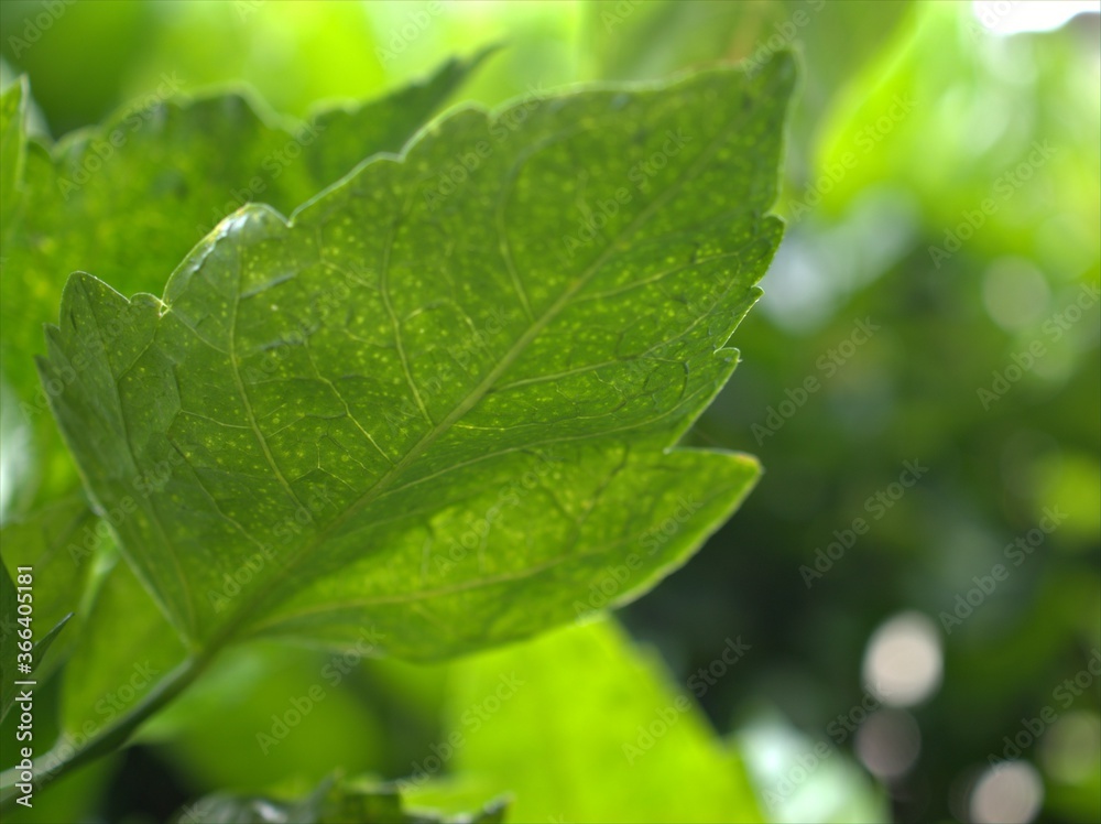 Closeup green leaf in garden with blurred background ,macro image Closeup green leaf in garden with blurred background ,macro image
