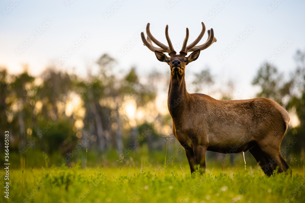 Elk in a field Elk in a field