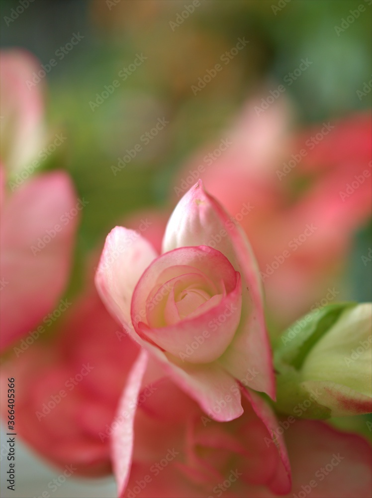 Closeup petals pink of begonia flower plants in garden with blurred background ,macro image ,soft focus , sweet color for card design