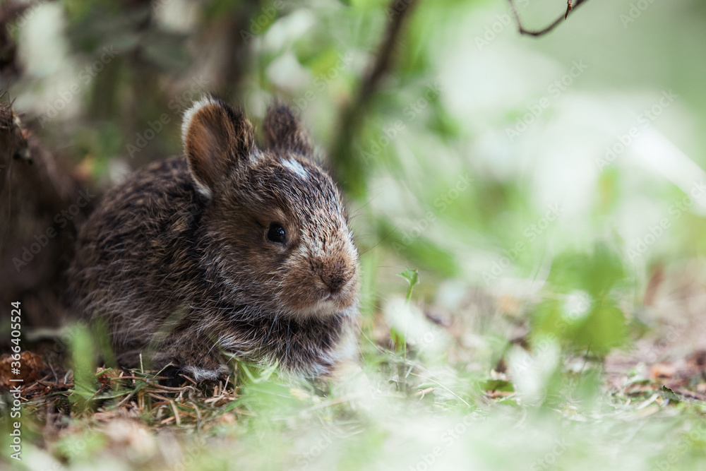rabbit in the grass rabbit in the grass