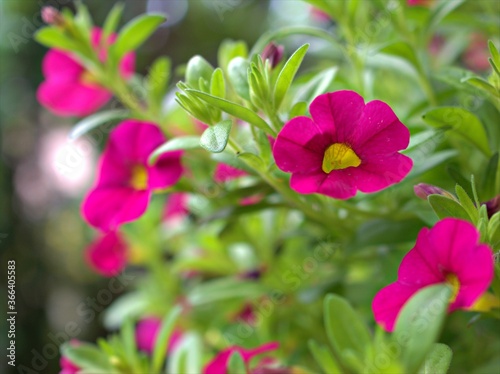Closeup pink petals of petunia flowers plants in garden with green leaf and colorful blurred background   macro image  sweet color for card design  soft focus 
