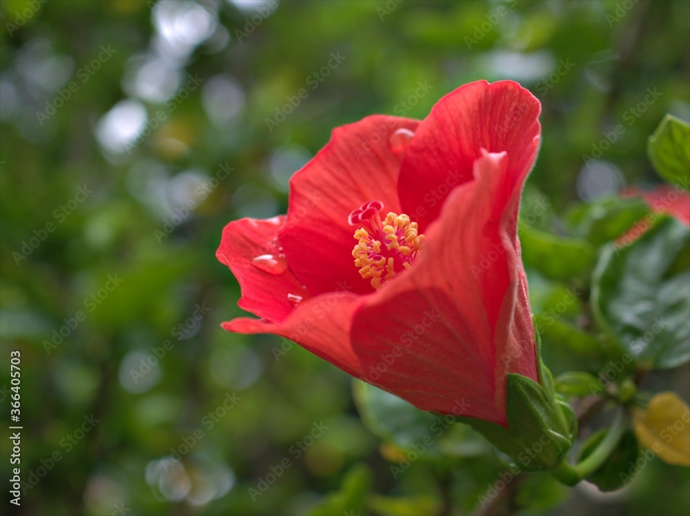 Closeup red petals of hibiscus flower plants in garden with green blurred bcakground ,macro image ,sweet color for card design Closeup red petals of hibiscus flower plants in garden with green blurred bcakground ,macro image ,sweet color for card design