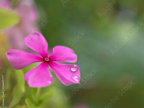 close up of pink petals of periwinkle madagascar flower in garden with water drops and bright blurred background  macro image  sweet color for card design  soft focus