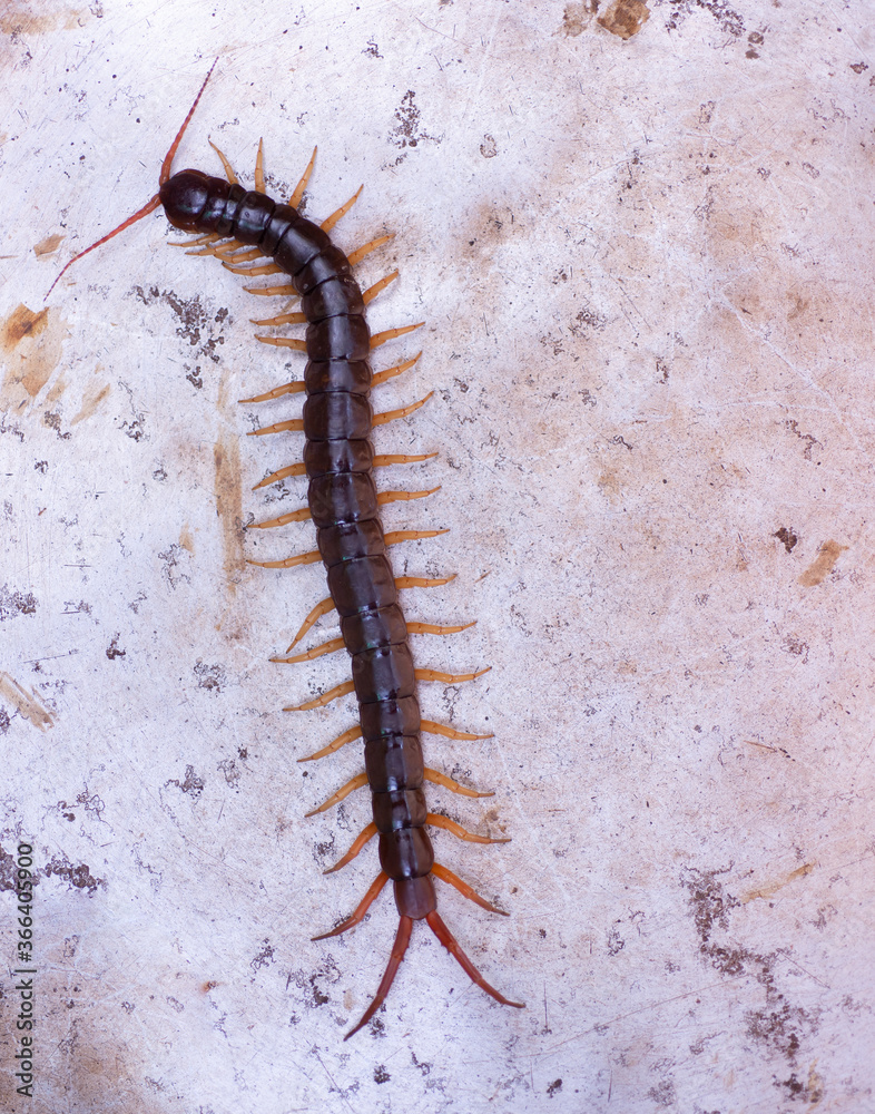 The centipede is a poisonous animal. It has many legs. The centipede is a poisonous animal. It has many legs.
