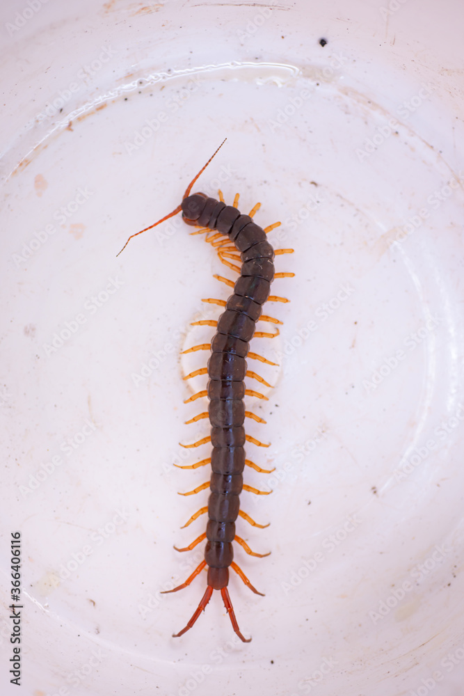 The centipede is a poisonous animal. It has many legs. The centipede is a poisonous animal. It has many legs.