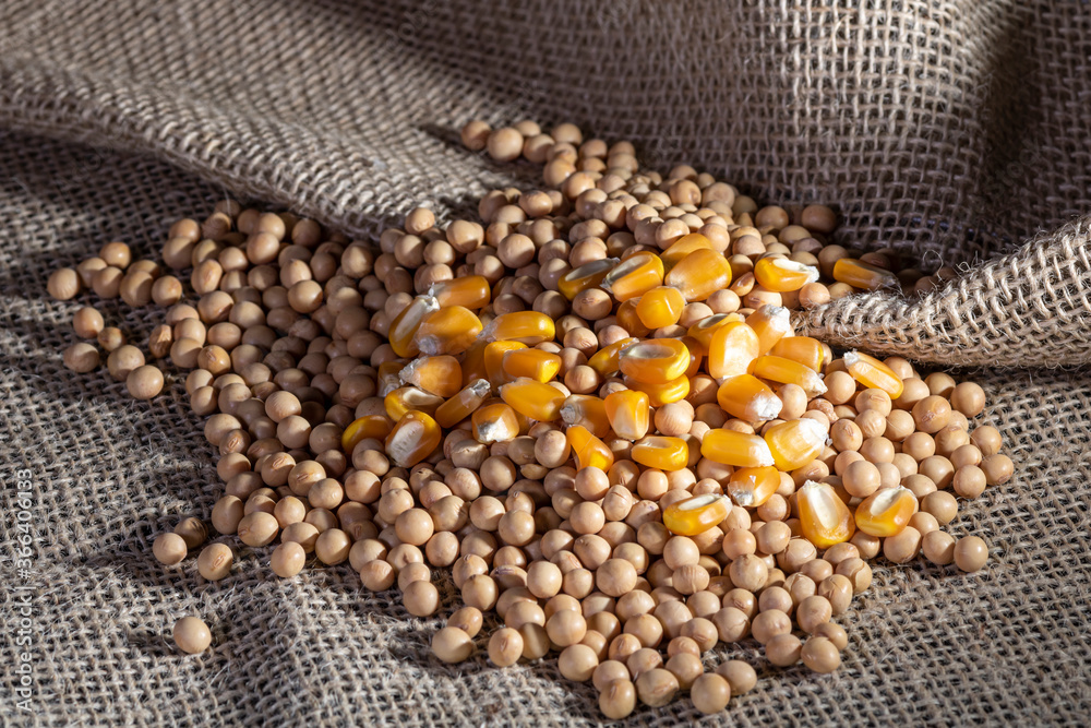 soybean and corn seeds on jute background in Brazil soybean and corn seeds on jute background in Brazil