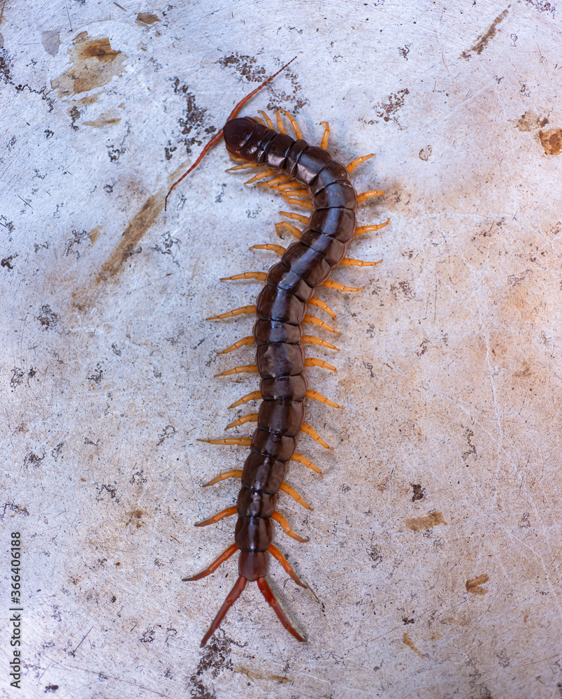 The centipede is a poisonous animal. It has many legs. The centipede is a poisonous animal. It has many legs.