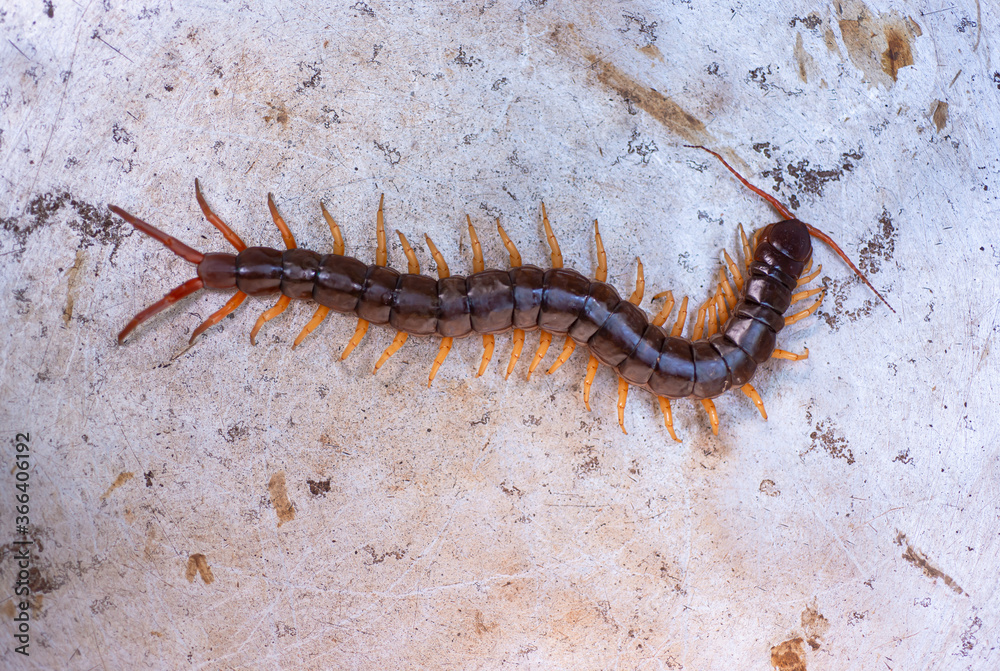 The centipede is a poisonous animal. It has many legs. The centipede is a poisonous animal. It has many legs.