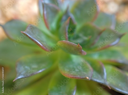 close up of a green cactus Pachyphytum fittkaui , succulent desert plants in garden with bright blurred background ,macro image, sweet color for card design