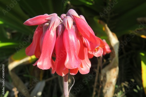 Beautiful kalanchoe flowers in Florida nature, closeup photo