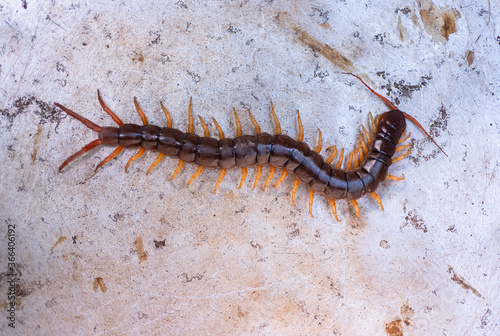 The centipede is a poisonous animal. It has many legs. © Anan