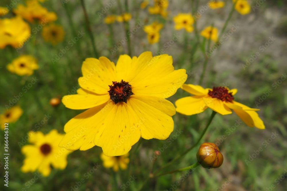 Beautiful yellow coreopsis flowers on the meadow in Florida nature, closeup Beautiful yellow coreopsis flowers on the meadow in Florida nature, closeup