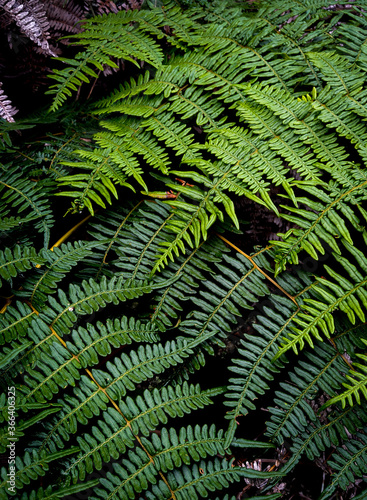 Green fern  so cool