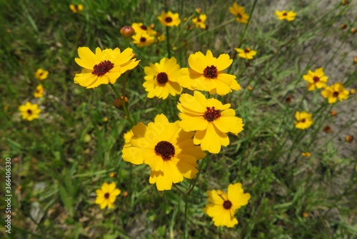 Meadow of yellow coreopsis flowers in Florida nature 