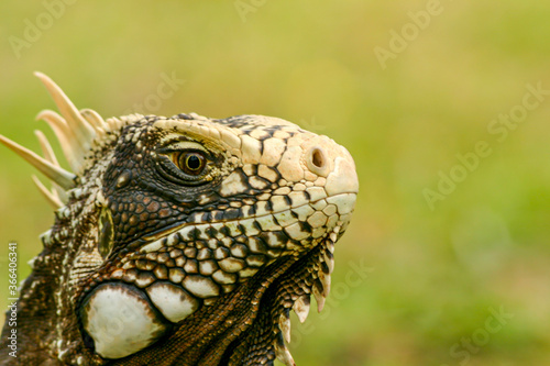 Reptile Face  © Danpradophoto