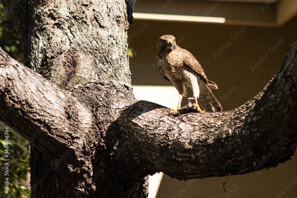Fototapeta premium falcon on the tree