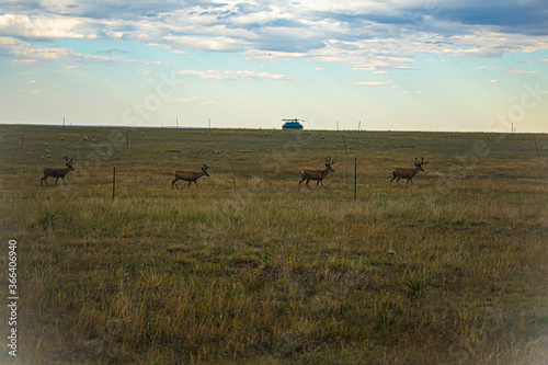 Bucks on the Range