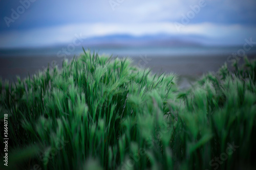 Grass on the antelope island beach photo
