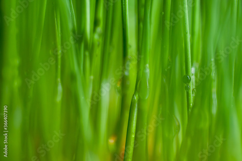 green grass with dew drops