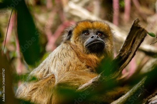 Photography Female of howler caraya monkey on a branch in a forest in Ibera Wetlands