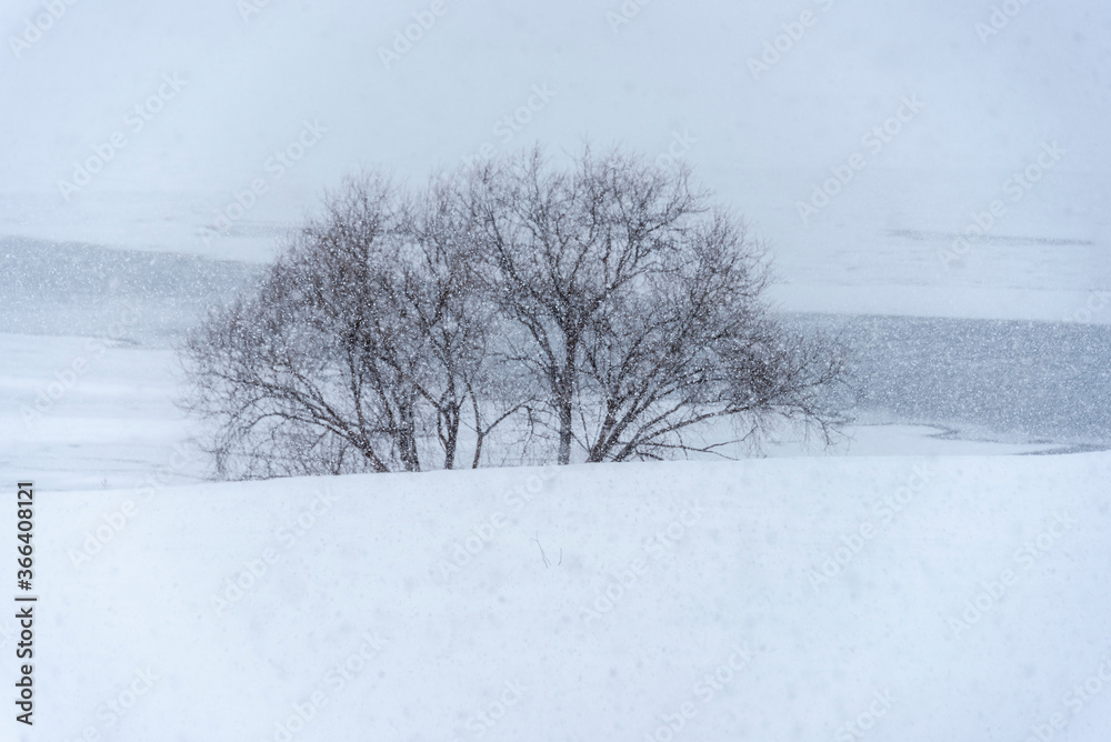 Obraz premium Blurred winter landscape with trees during a snow storm