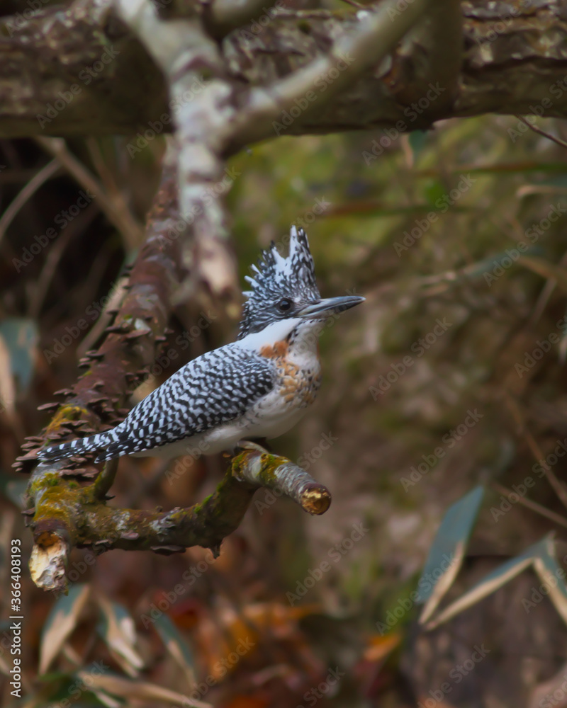 Fototapeta premium ヤマセミ