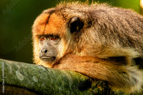 Female of howler caraya monkey on a branch in a forest in Ibera Wetlands photo