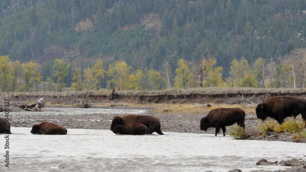 Herd Of Bison Crossing On The River in The Yellowstone National Park, USA. - wide shot Herd Of Bison Crossing On The River in The Yellowstone National Park, USA. - wide shot