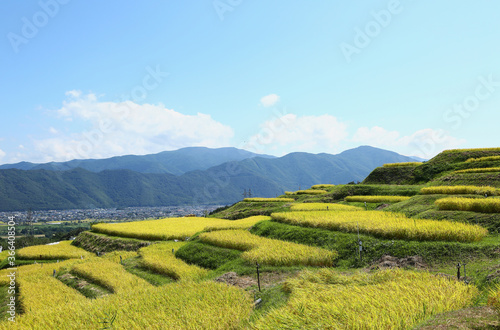 信州の山々と稲