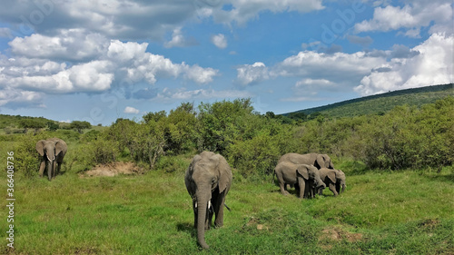 A family of elephants grazes on the hills in the savannah. Summer sunny day. Adults and children eat green grass. There are bushes around. Blue sky with scenic clouds. Kenya. Masai Mara park.