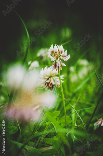 Close up of blooming white clover or trefoil flowers growing in green meadows.Selective focus.