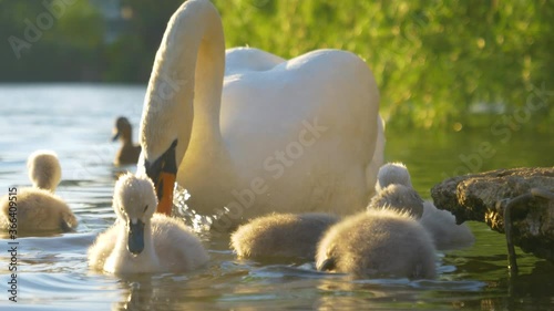 Slow motion, close up cute little furry swan chicks feed near their elegant white mother photo