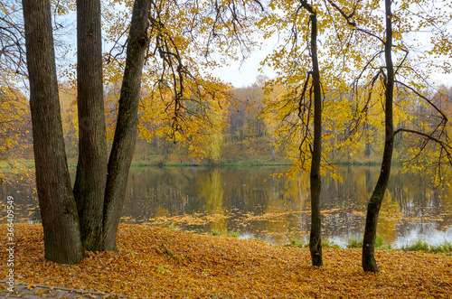 Autumn landscape with lake and trees in park during october morning