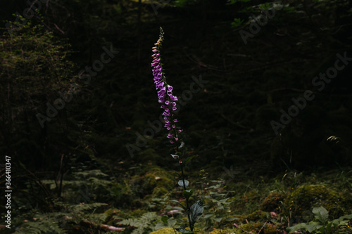 one foxglove purple flower in the forest illuminated by a ray of sunlight with green plants and trees surrounding it photo