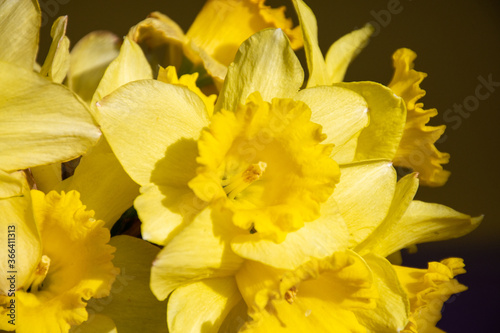Obraz na płótnie yellow daffodil flower w salonie