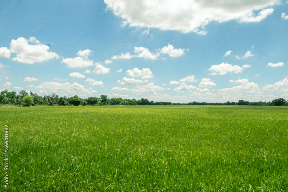 Rice fields,green tree and blue sky.Beautiful green field wallpaper.