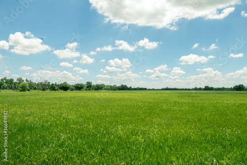 Rice fields green tree and blue sky.Beautiful green field wallpaper.