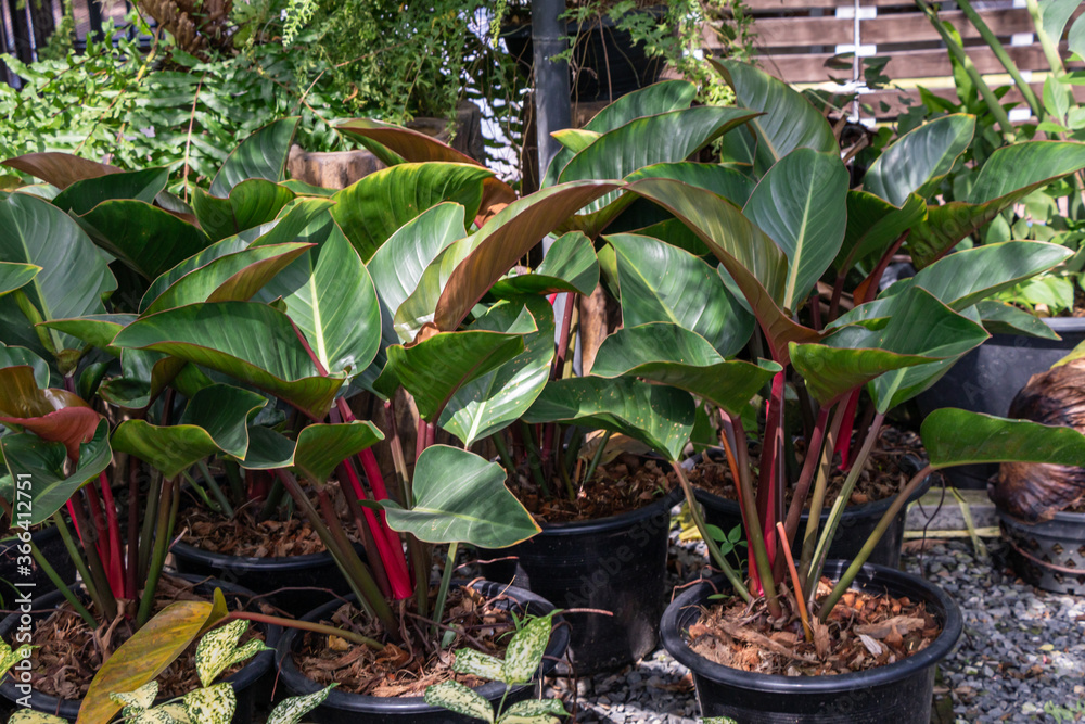 Philodendron Erubescens plant or Blushing Philodendron plant on black pot  in a garden. Photos | Adobe Stock