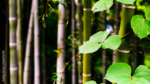 Bamboo closeup