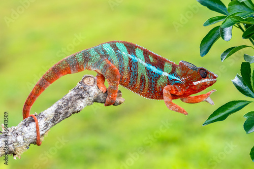 Adult male Ambilobe Panther Chameleon (Furcifer pardalis) photo