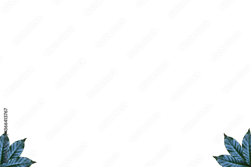 Obraz premium Leaves on white background