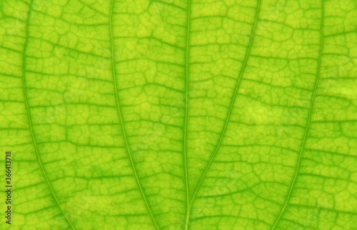 close-up green leaf texture background