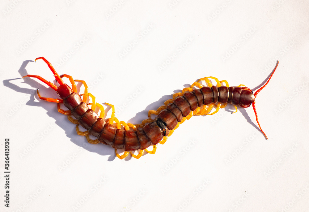 The centipede is a poisonous animal The centipede is a poisonous animal