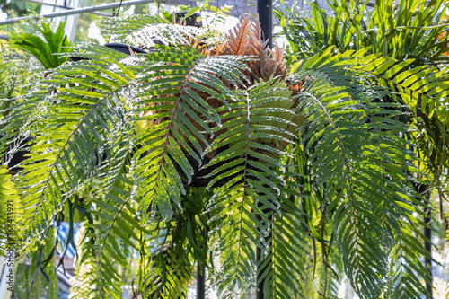 Nephrolepis sp fern leaves in a garden. photo