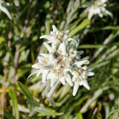 (Leontopodium alpinum) Touffe d'immortelles des Alpes ou fleurs d'Edelweiss aux fleurons cotonneux et bractées blanc argenté, capitules jaune ou verdâtre photo