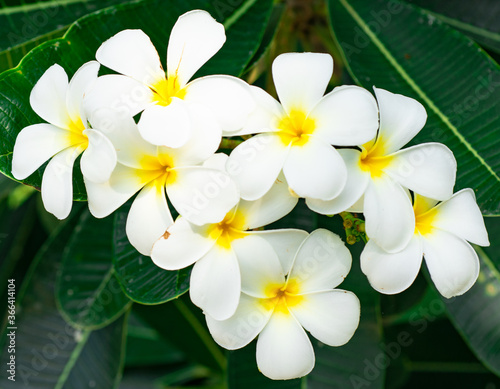 The beautiful white and yellow color of the plumeria flowers.