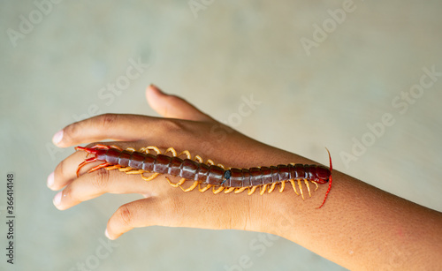 Photo The centipede is a poisonous animal, it is in the hand
